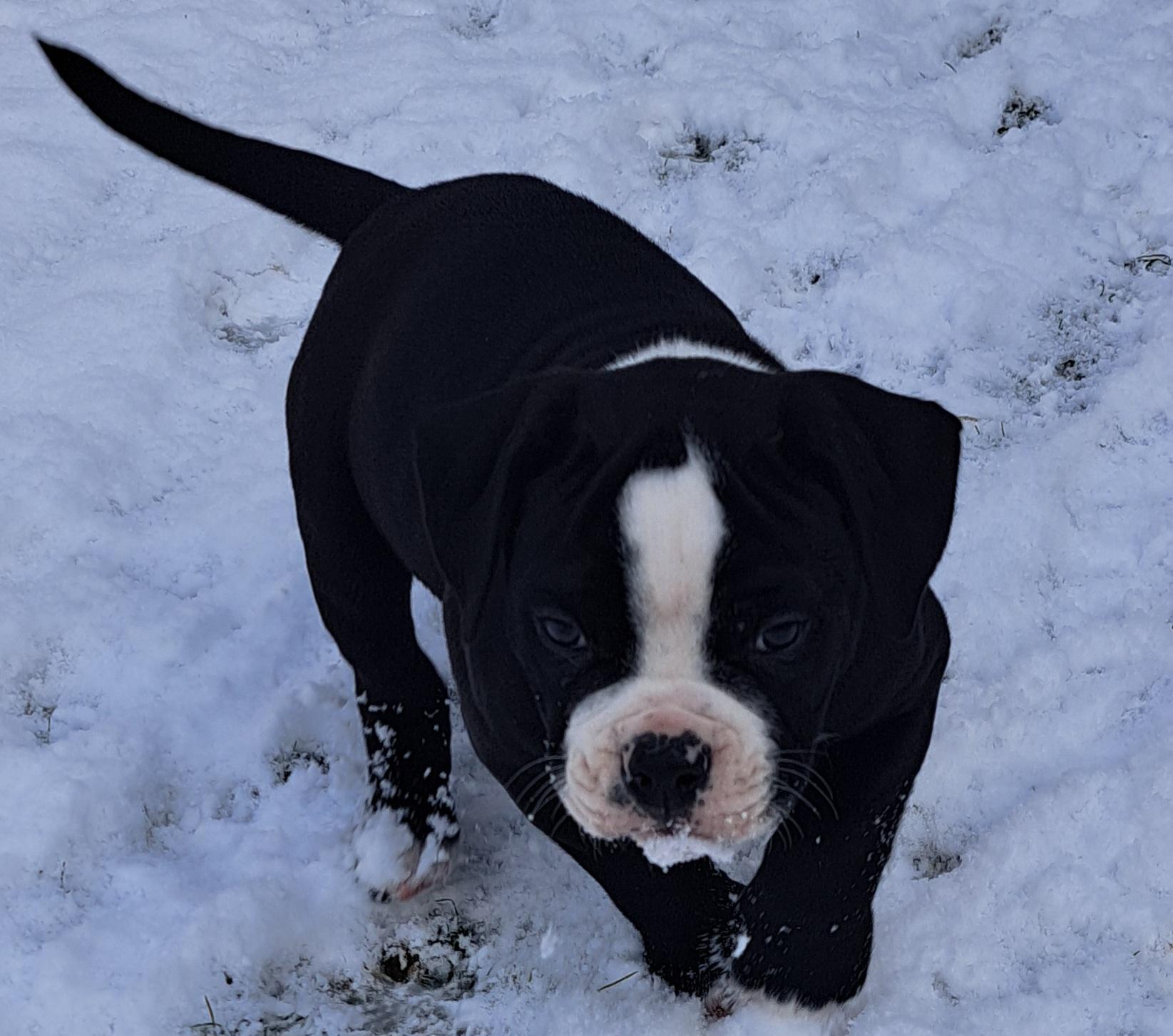 American Bulldog Welpe