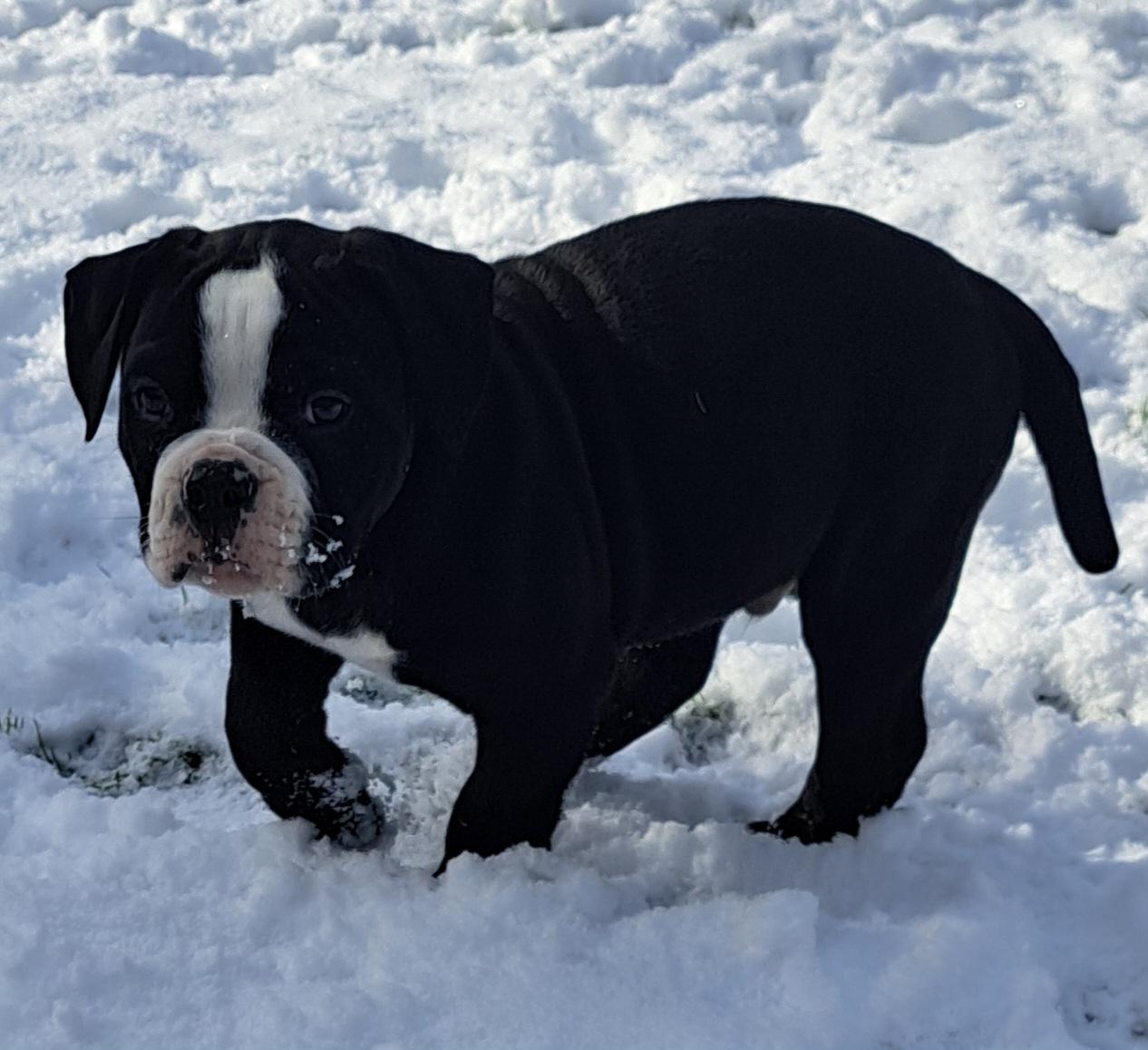 American Bulldog Welpe