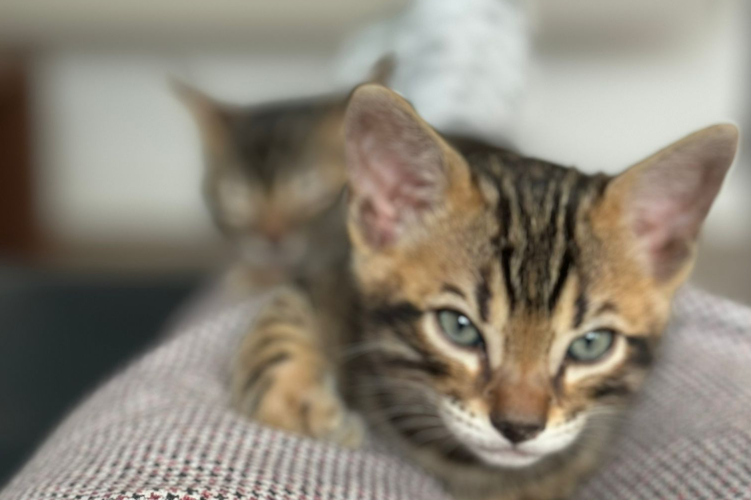 Bengalkitten, Bengalkätzchen, Babykatze, (KEIN) W