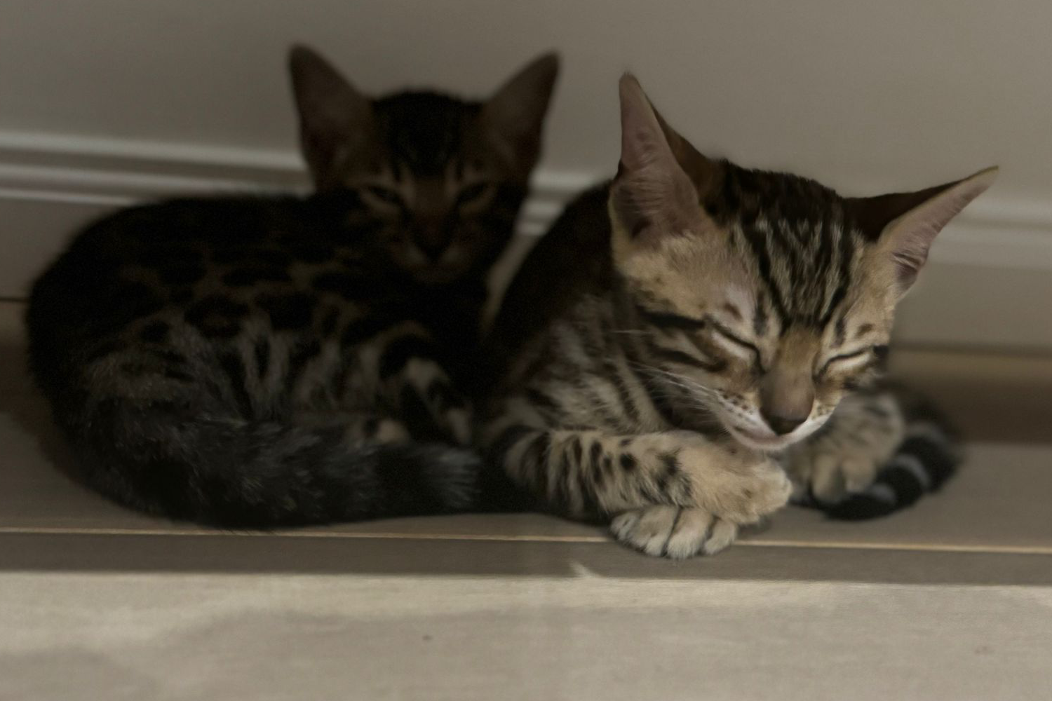 Bengalkitten, Bengalkätzchen, Babykatze, (KEIN) W