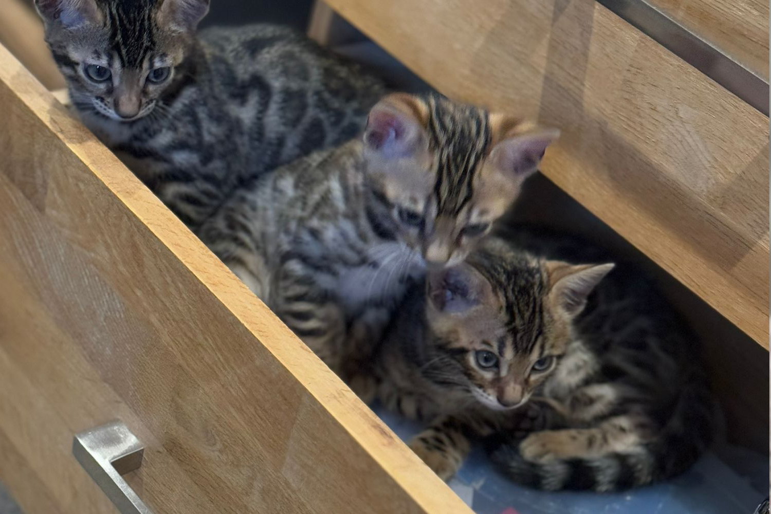 Bengalkitten, Bengalkätzchen, Babykatze, (KEIN) W