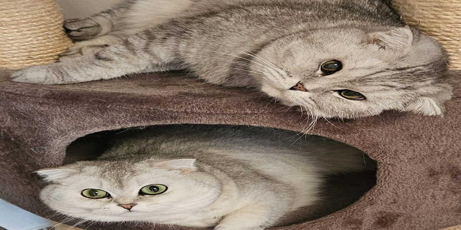 BKH Britsh Kurzhaar scottish fold