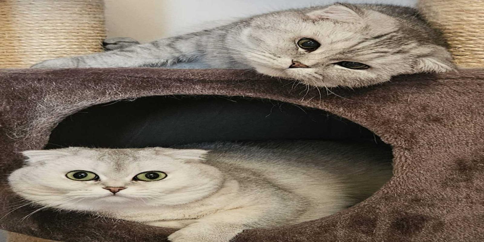 BKH Britsh Kurzhaar scottish fold