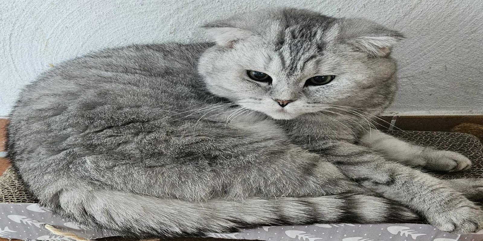 BKH Britsh Kurzhaar scottish fold