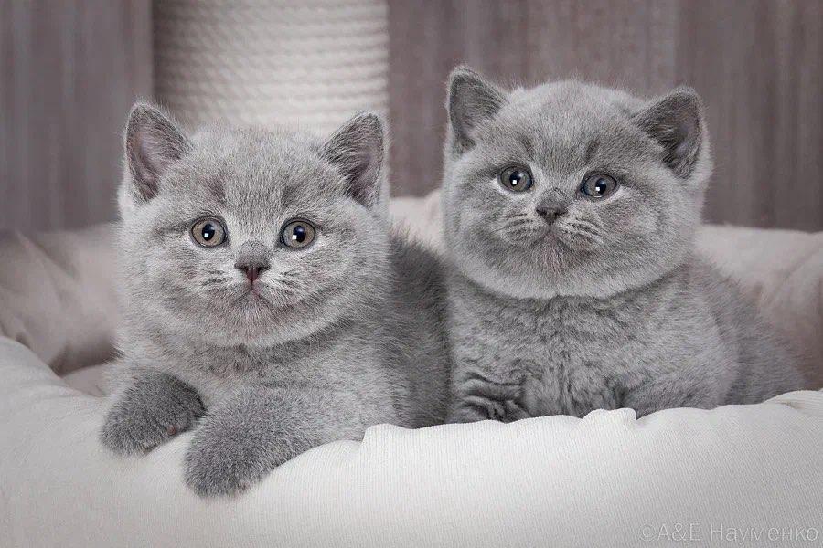 Britisch Kurzhaarkätzchen