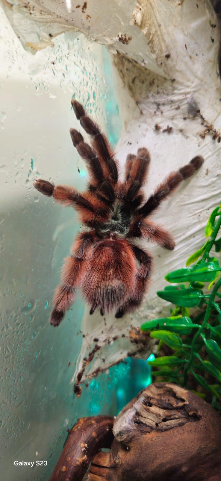 Caribena versicolor für Selbstabholer in NRW bei 