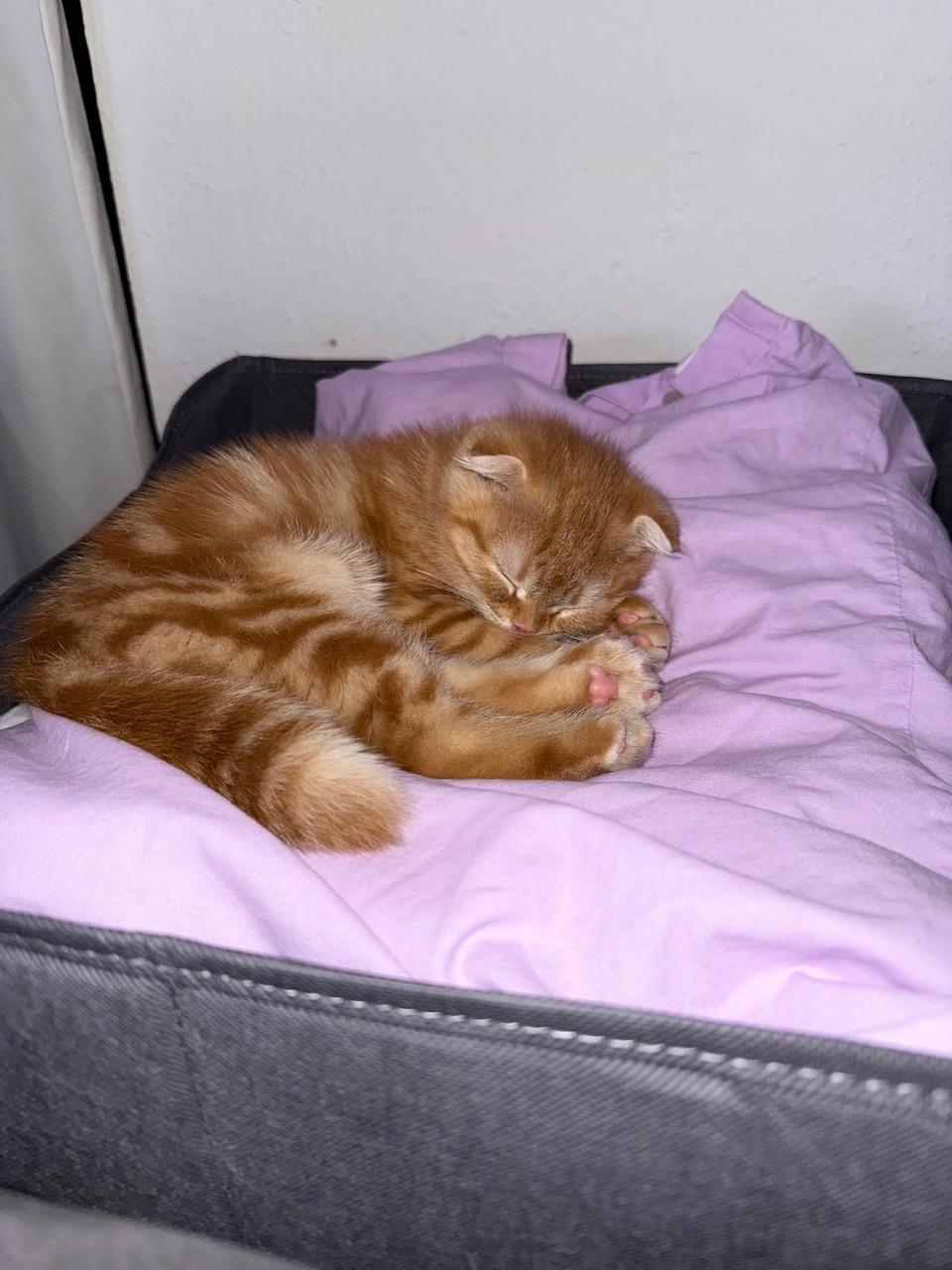 BKH fold kitten junge