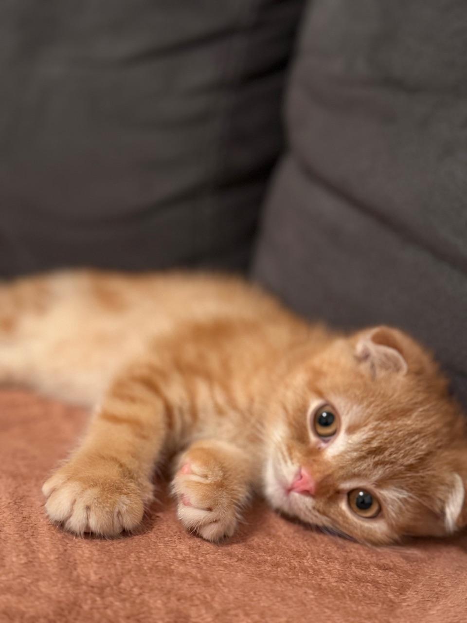 BKH fold kitten junge