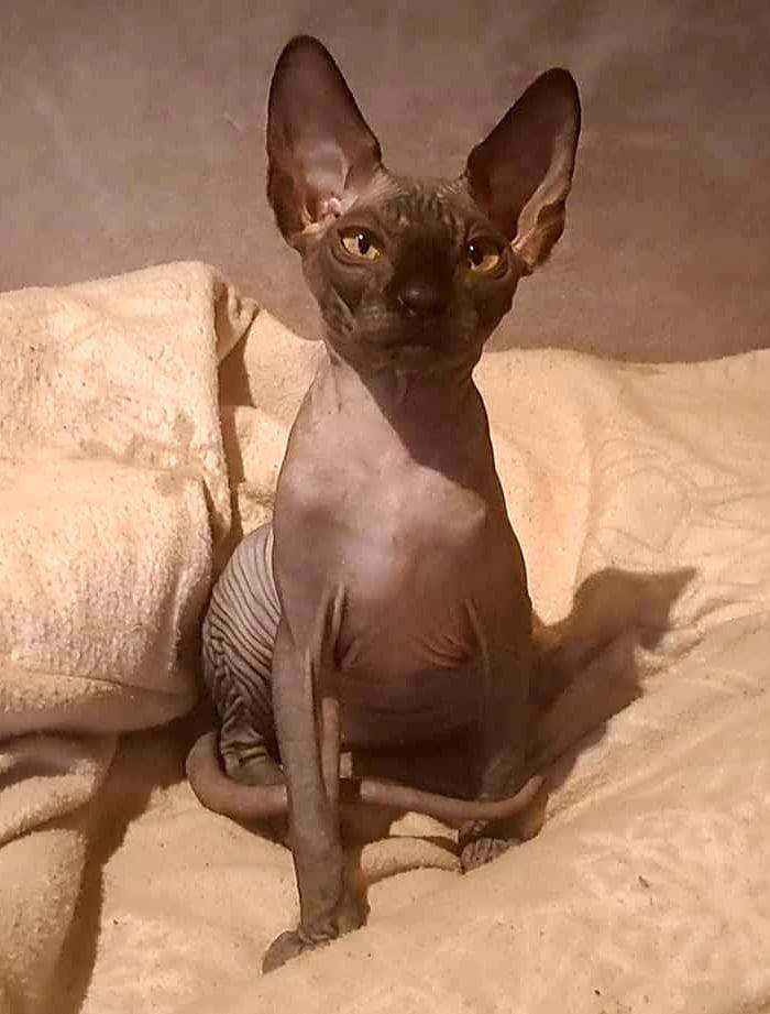 Fay und Freya – zwei bezaubernde Sphynx-Mädchen