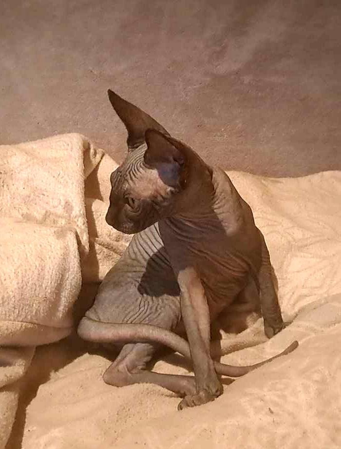 Fay und Freya – zwei bezaubernde Sphynx-Mädchen