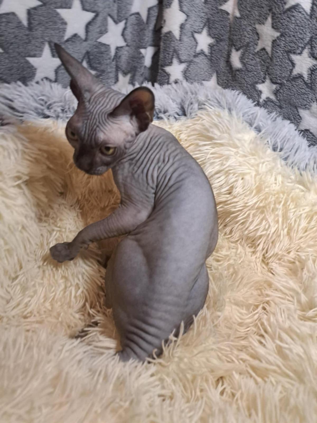 Fay und Freya – zwei bezaubernde Sphynx-Mädchen