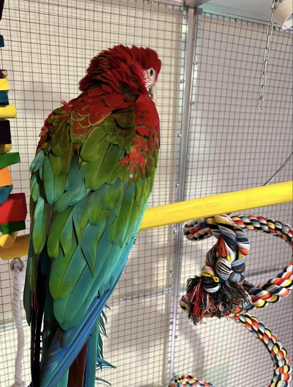 Grünflügel Ara ( Roter Ara )