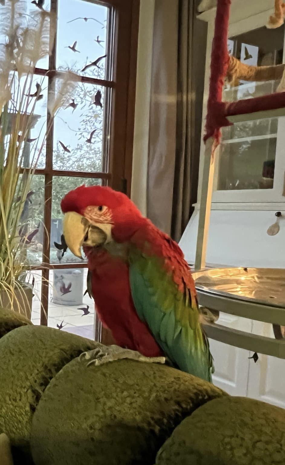 Grünflügel Ara ( Roter Ara )