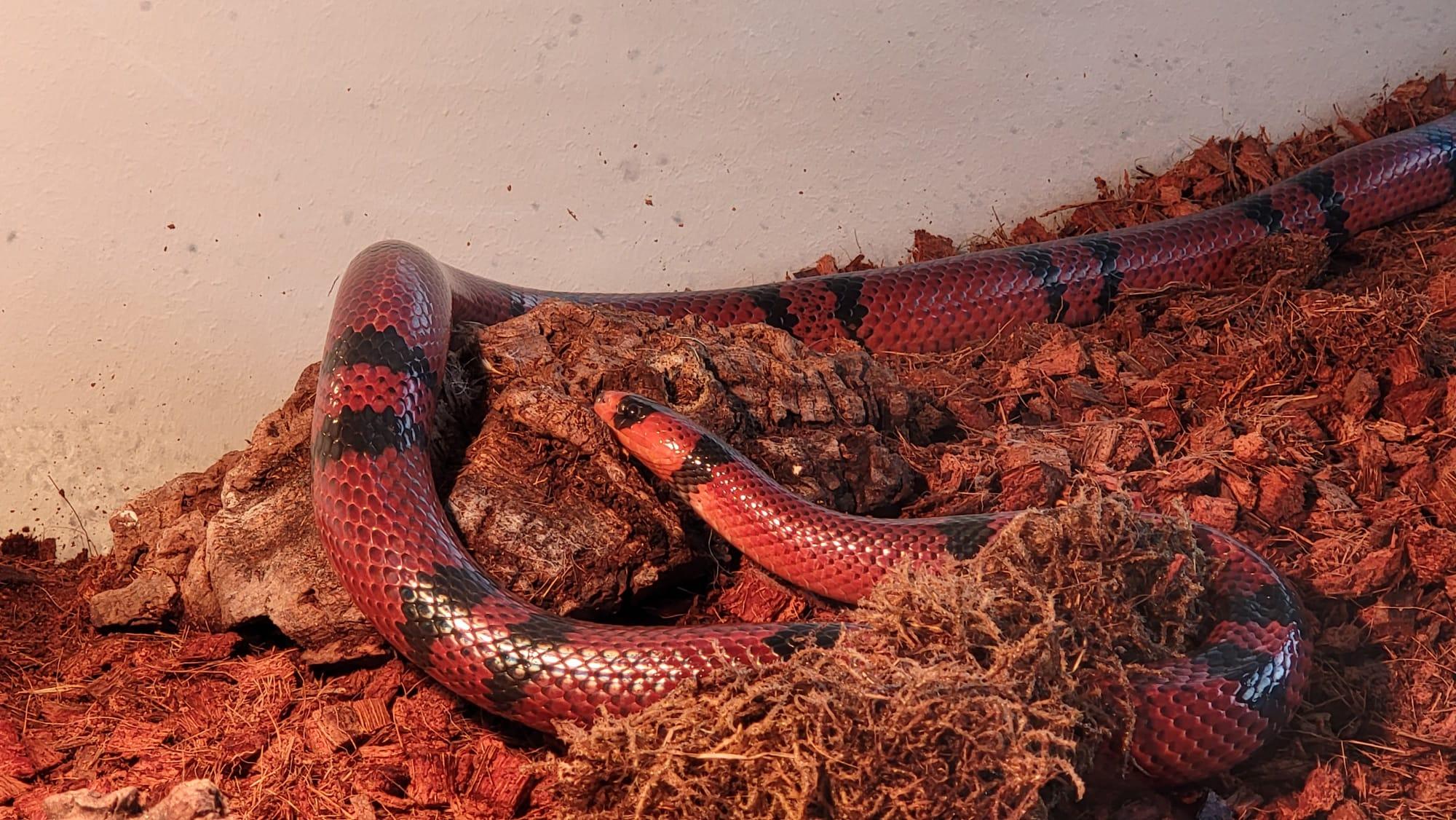 Königsnatter Königs Natter Könignatter einzelne