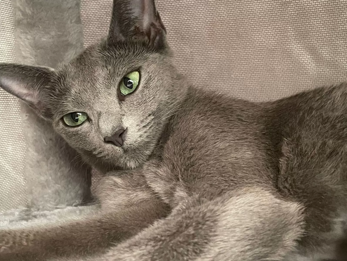 Reinrassige Russisch Blau mit Stammbaum