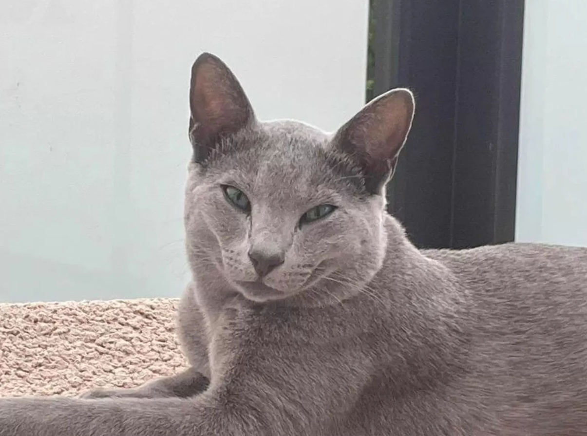 Reinrassige Russisch Blau mit Stammbaum