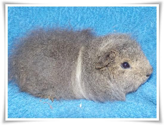 Schweizer CH Teddy-Meerschweinchen Böckchen aus Z