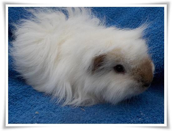 Schweizer CH Teddy-Meerschweinchen Weibchen aus Zu