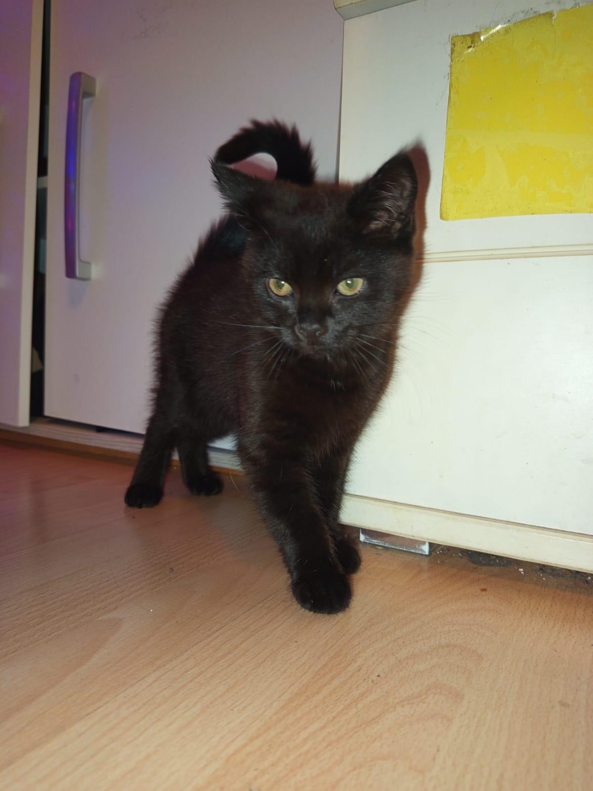 Bkh Süßer Kater geboren 28.09.2024