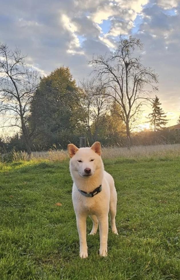 Traumhund sucht zu Hause