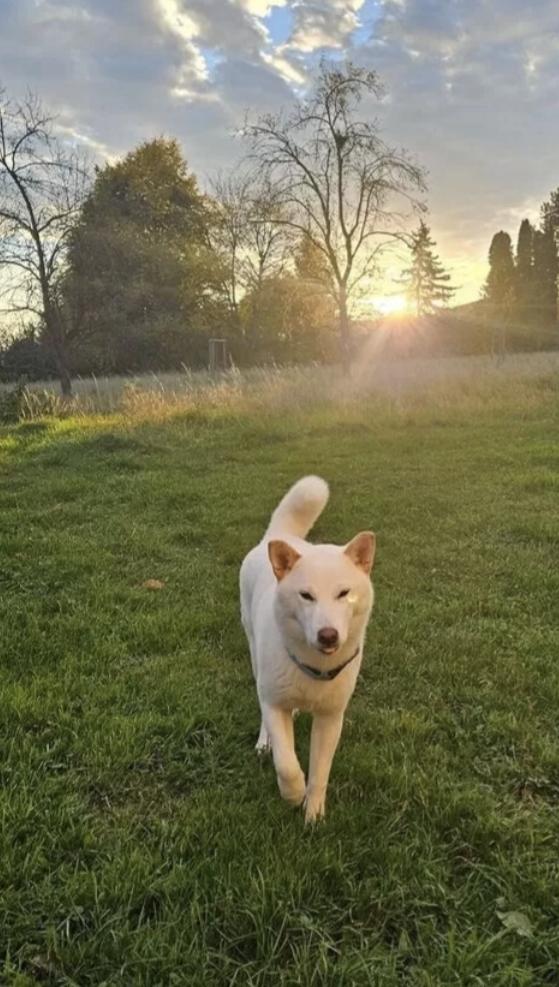 Traumhund sucht zu Hause