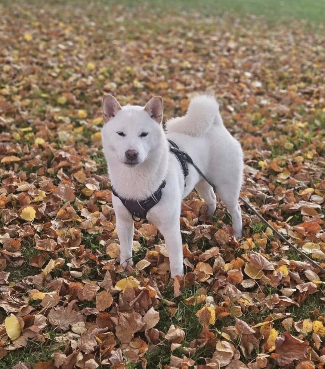 Traumhund sucht zu Hause