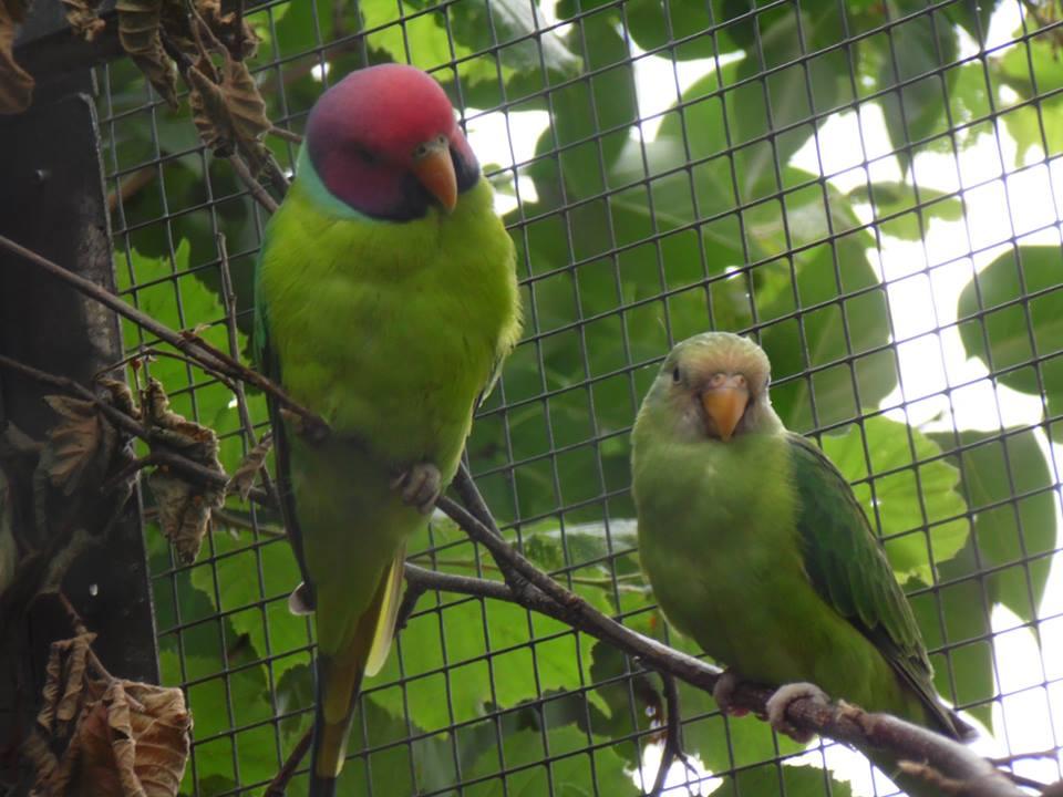 Pflaumenkopfsittiche, Ziegensittich, Wellensittich