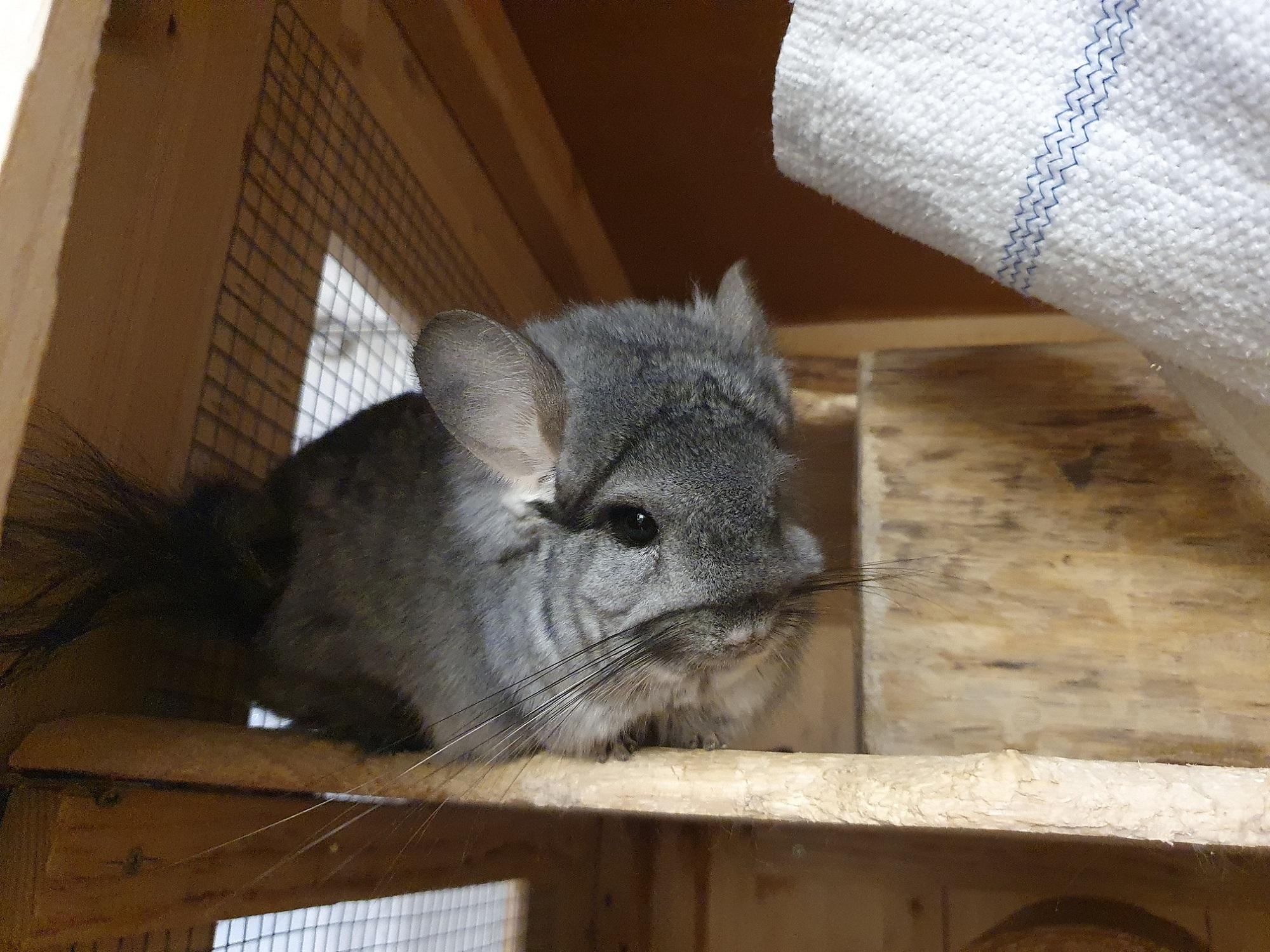 Angora-Chinchilla sucht ein liebevolles neues Zuha