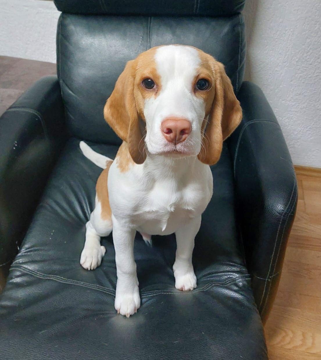 Beagle abzugeben