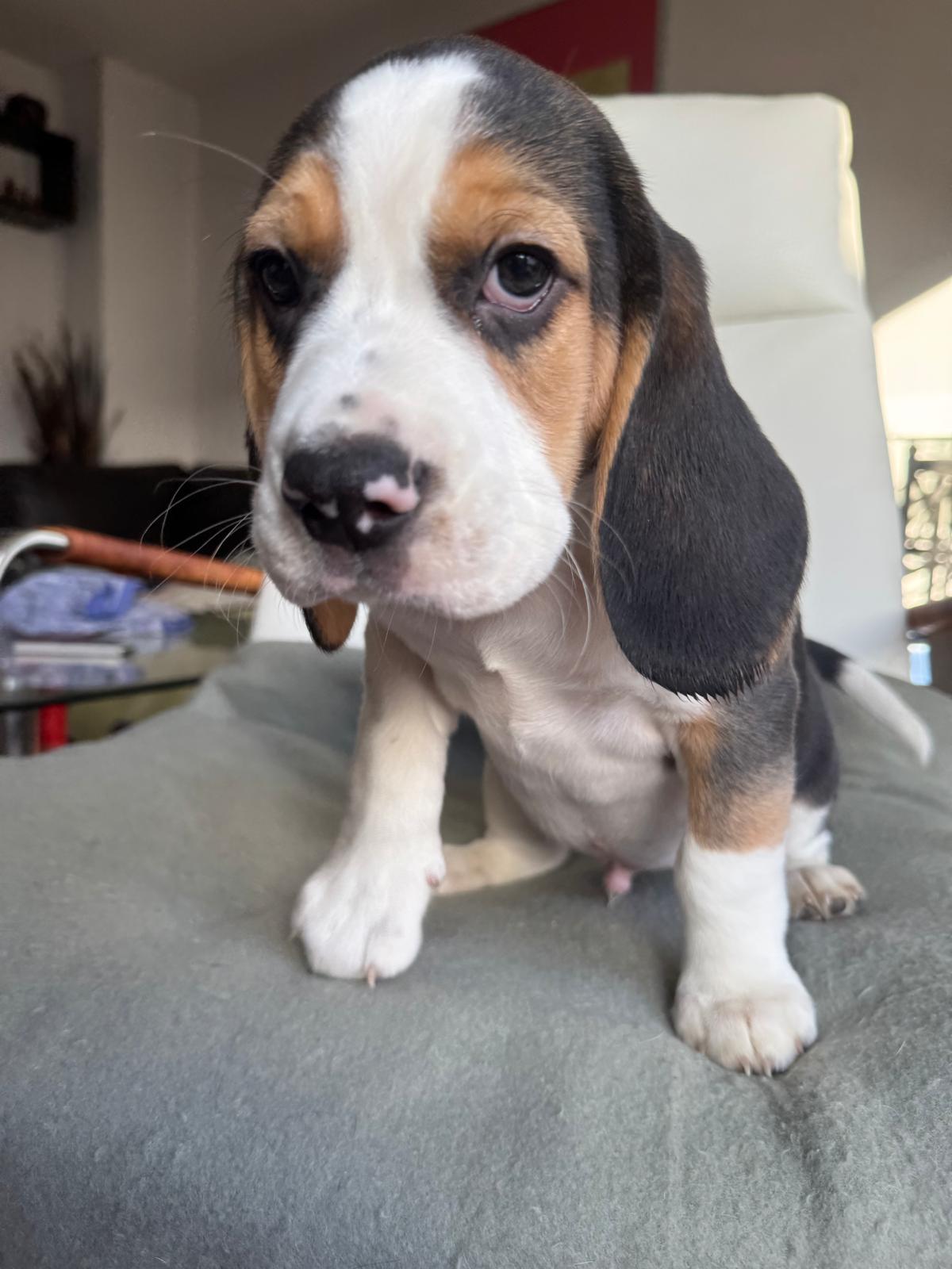 Beagle Welpen / tricolor / reinrassig
