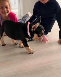 Französische Bulldoggen Welpen zu verkaufen