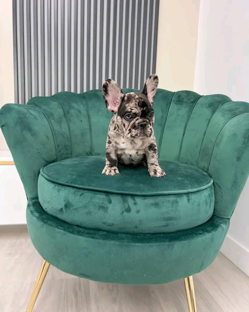 Französische Bulldoggen Welpen zu verkaufen