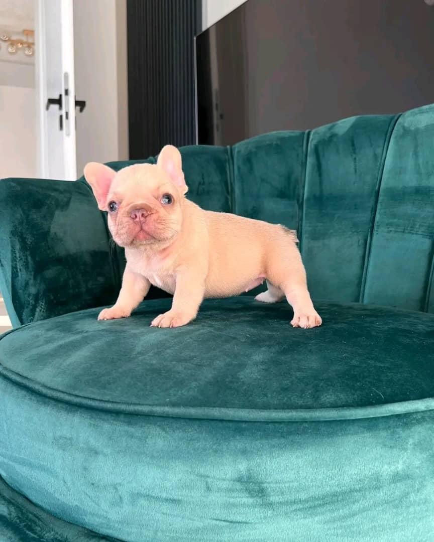 Französische Bulldoggen Welpen zu verkaufen