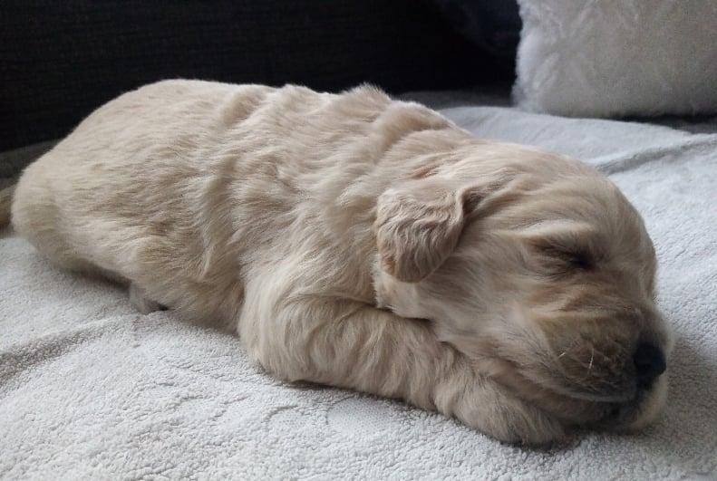 Golden Retriever Welpen zu verkaufen