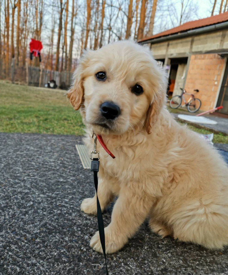 Golden Retriever Welpen