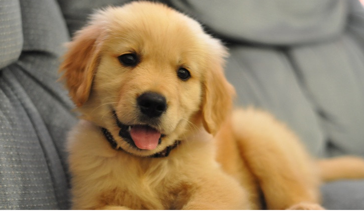 Golden Retriever Welpen