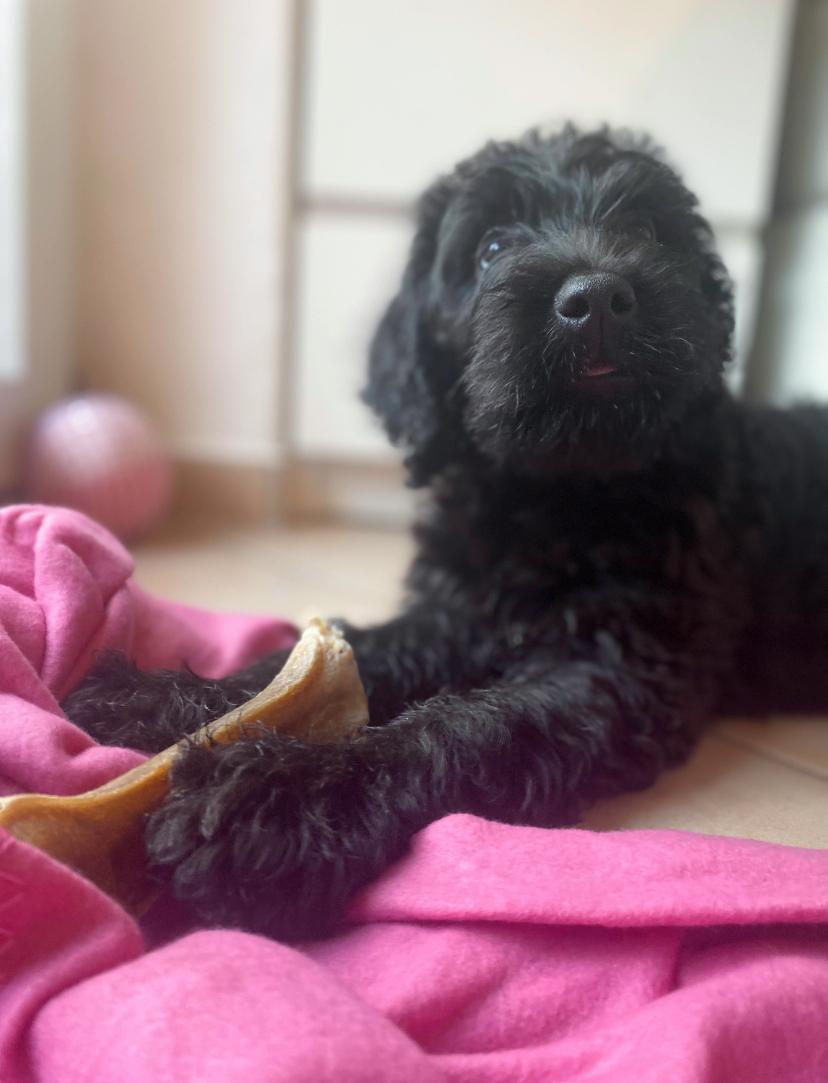 Labradoodle, Labrador x Pudel, F1