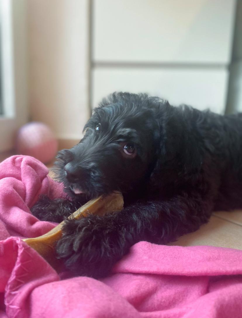 Labradoodle, Labrador x Pudel, F1