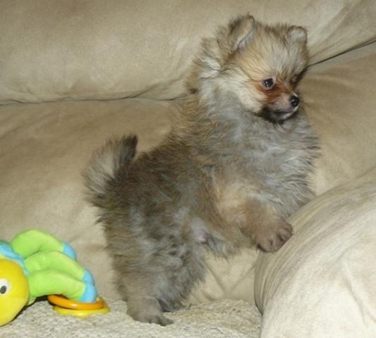 Reinrassige Pomeranian welpen  aus erbgesunder Zuc