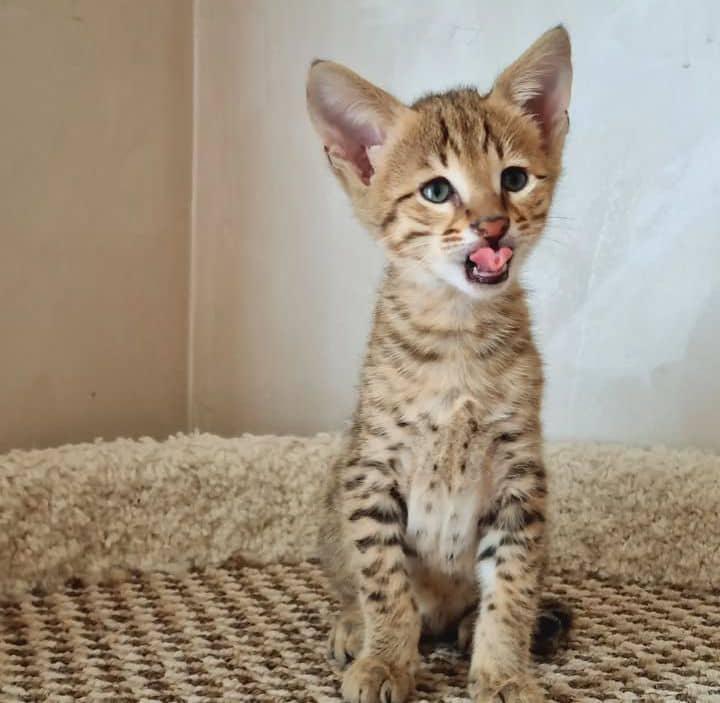 Reinrassige Savannah Kitten suchen ab sofort ein l
