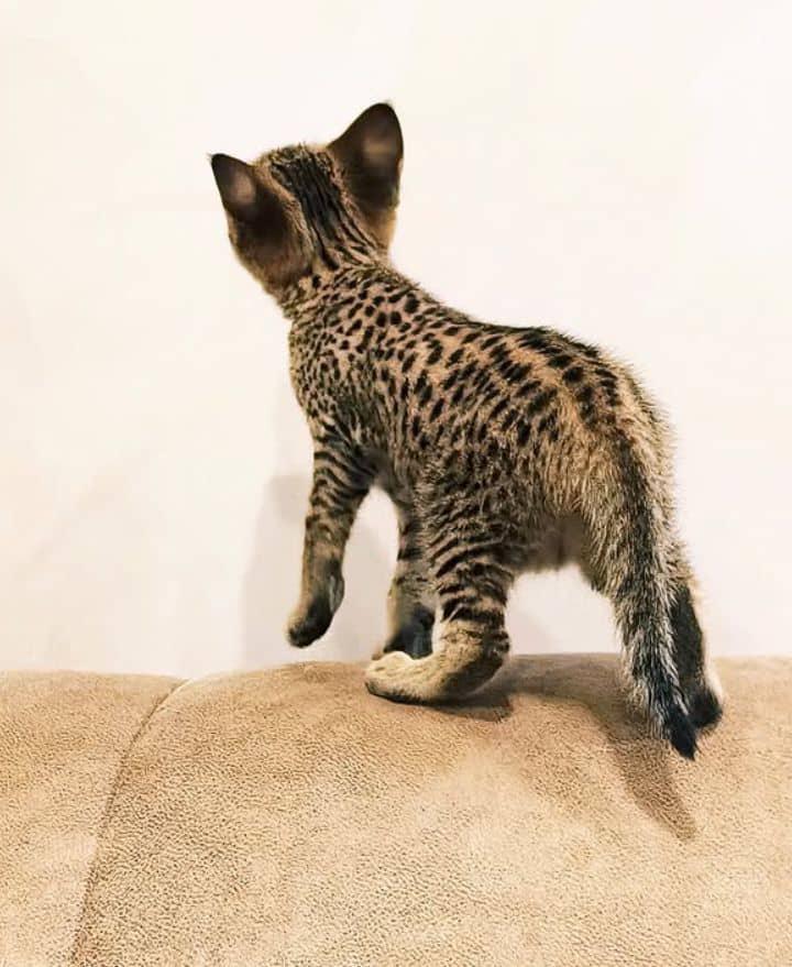 Reinrassige Savannah Kitten suchen ab sofort ein l