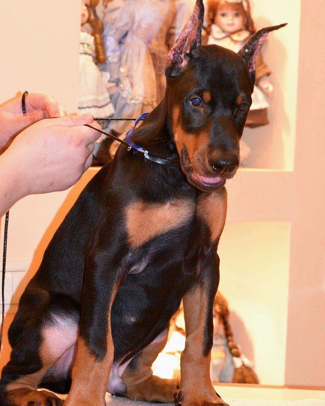 Schöne Dobermann-Welpen abzugeben. (FCI Ahnentafe