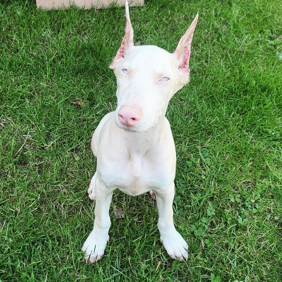 Schöne Dobermann-Welpen abzugeben. (FCI Ahnentafe