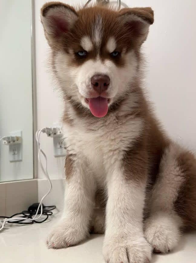 Siberian Husky Welpen - Rüden und Hündinnen.