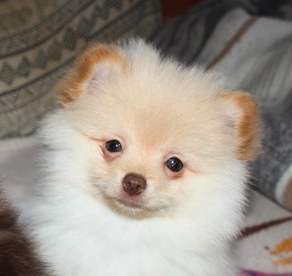 Süsse Pomchi / Zwergspitzwelpen in creme !