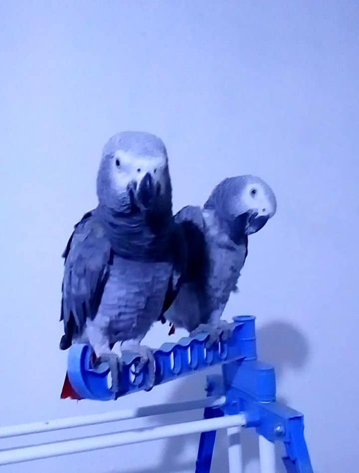 Supersüße Vögel (männlich und weiblich) zu ver