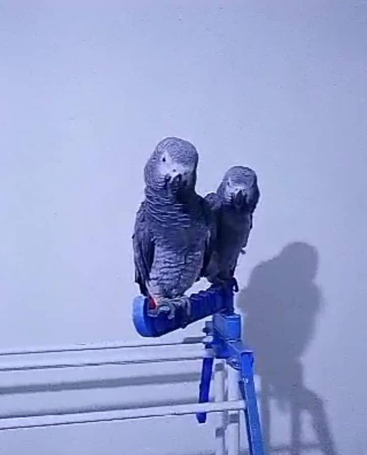 Supersüße Vögel (männlich und weiblich) zu ver