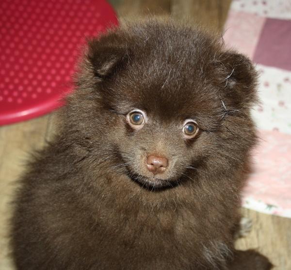Hübsche Pomchi Zwergspitz Kleinspitz Welpen  in s