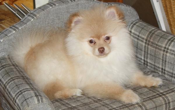 Wunderschöne Pomchiwelpen Zwergspitzwelpen Kleins