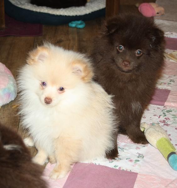 Wunderschöne Pomchiwelpen Zwergspitzwelpen Kleins